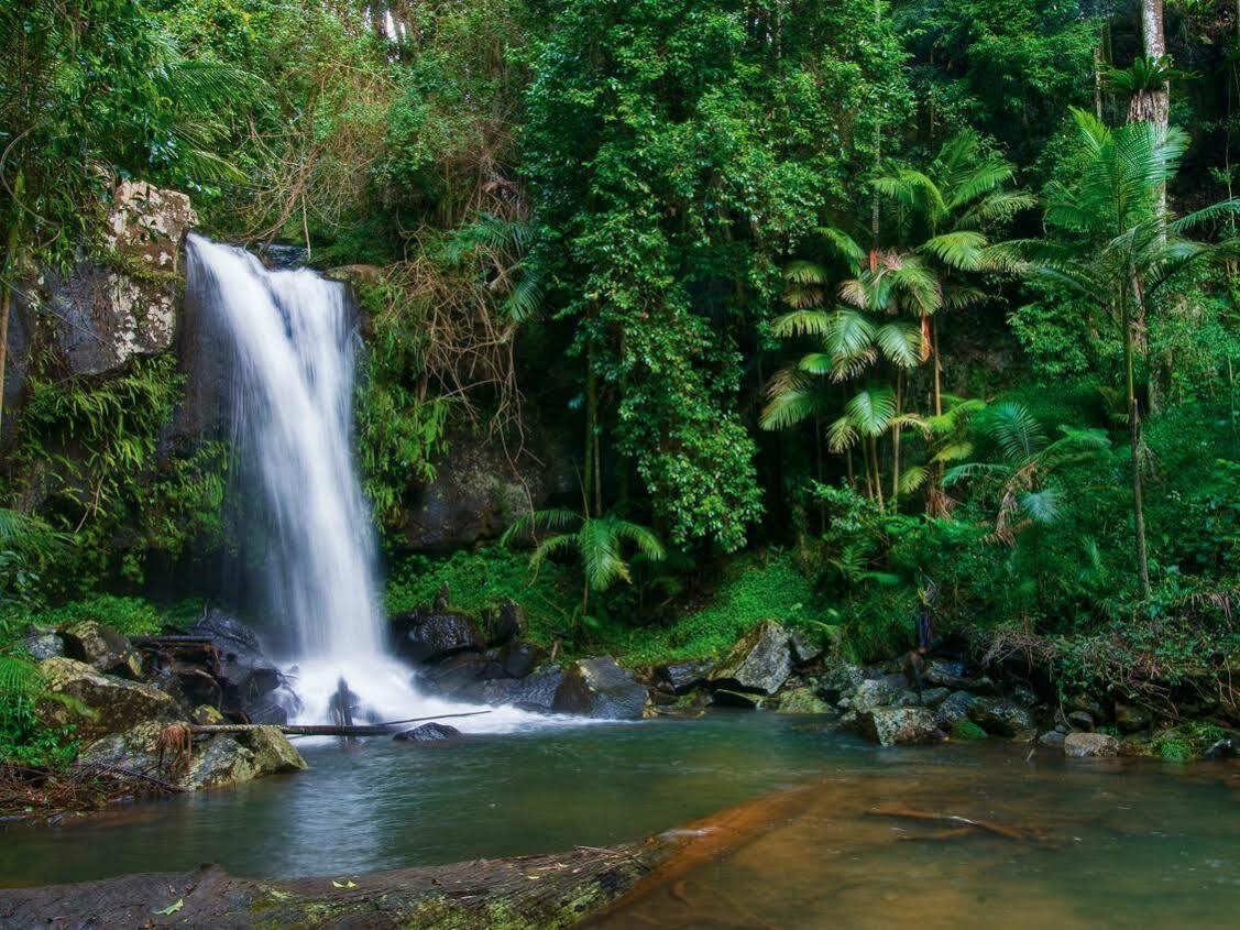 Bed and Breakfast Pethers Rainforest Retreat Mount Tamborine Exterior foto